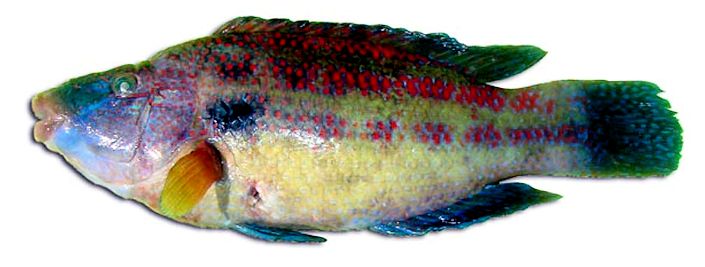 Symphodus tinca_002
